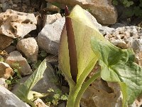 Arum concinnatum 1, Saxifraga-Jan van der Straaten
